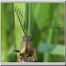 Ctenicera pectinicornis - Schnellkaefer m02.jpg